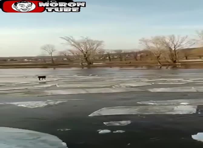 Video :In Russia, a cow becomes stuck in the midst of a frozen river